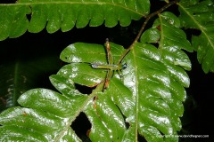 Caelifera sp.