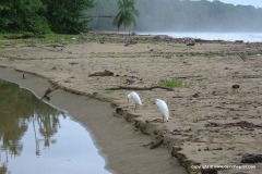 Egretta thula