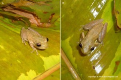 Scinax elaeochrous