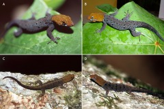 Gonatodes albogularis