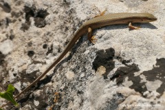 Heremites vittatus