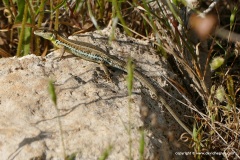 Ophisops elegans schlueteri