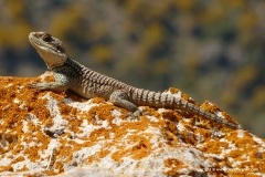 Laudakia cypriaca
