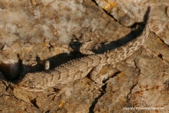 Mediodactylus kotschyi fitzingeri