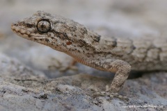 Mediodactylus kotschyi fitzingeri