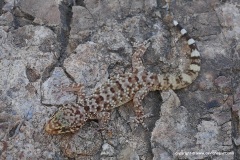 Hemidactylus turcicus