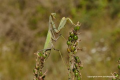 Sphodromantis viridis