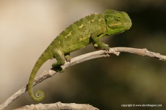 Chamaeleo chamaeleon recticrista