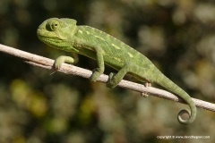 Chamaeleo chamaeleon recticrista