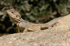 Laudakia cypriaca