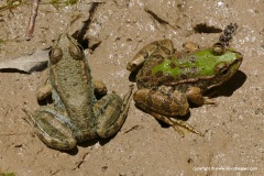Pelophylax cypriensis
