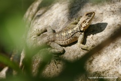 Laudakia cypriaca