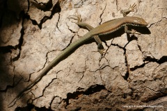 Phoenicolacerta troodica