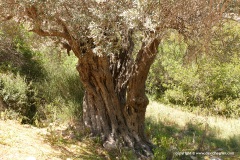 Avakas Gorge