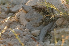 Macrovipera lebetina
