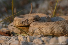 Macrovipera lebetina