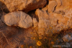 Avakas Gorge area