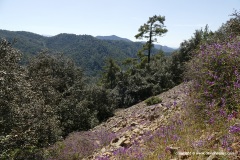 Troodos Mts.