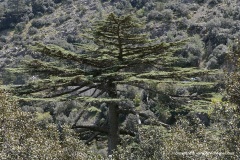 Troodos Mts.