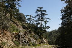 Troodos Mts.