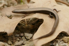 Ablepharus budaki