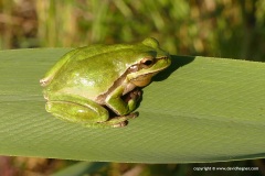 Hyla savignyi