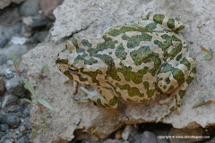 Bufotes cypriensis