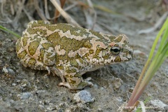Bufotes cypriensis