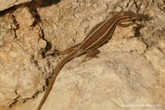 Ophisops elegans schlueteri