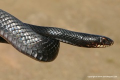 Dolichophis jugularis cypriacus