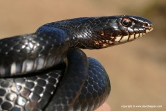 Dolichophis jugularis cypriacus