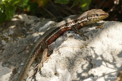 Phoenicolacerta troodica