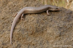Chalcides ocellatus
