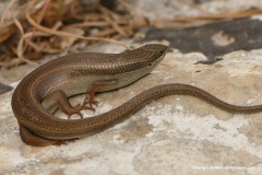 Heremites vittatus