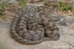 Telescopus fallax cyprianus