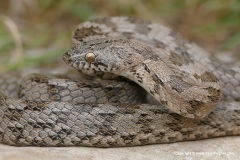Telescopus fallax cyprianus