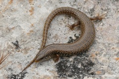 Chalcides ocellatus