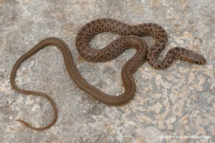 Dolichophis jugularis cypriacus