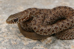 Dolichophis jugularis cypriacus