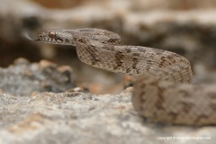 Telescopus fallax cyprianus