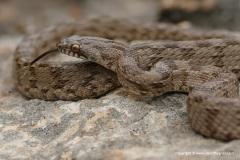 Telescopus fallax cyprianus