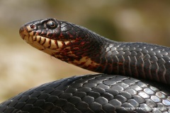 Dolichophis jugularis cypriacus