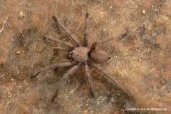 Chaetopelma olivaceum