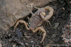 Aegaeobuthus cyprius