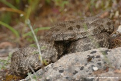 Macrovipera lebetina