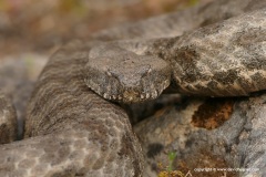 Macrovipera lebetina