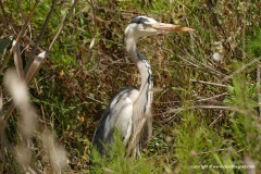 Ardea cinerea