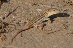 Acanthodactylus schreiberi