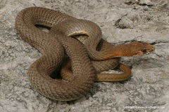 Malpolon insignitus