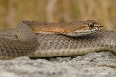 Malpolon insignitus
